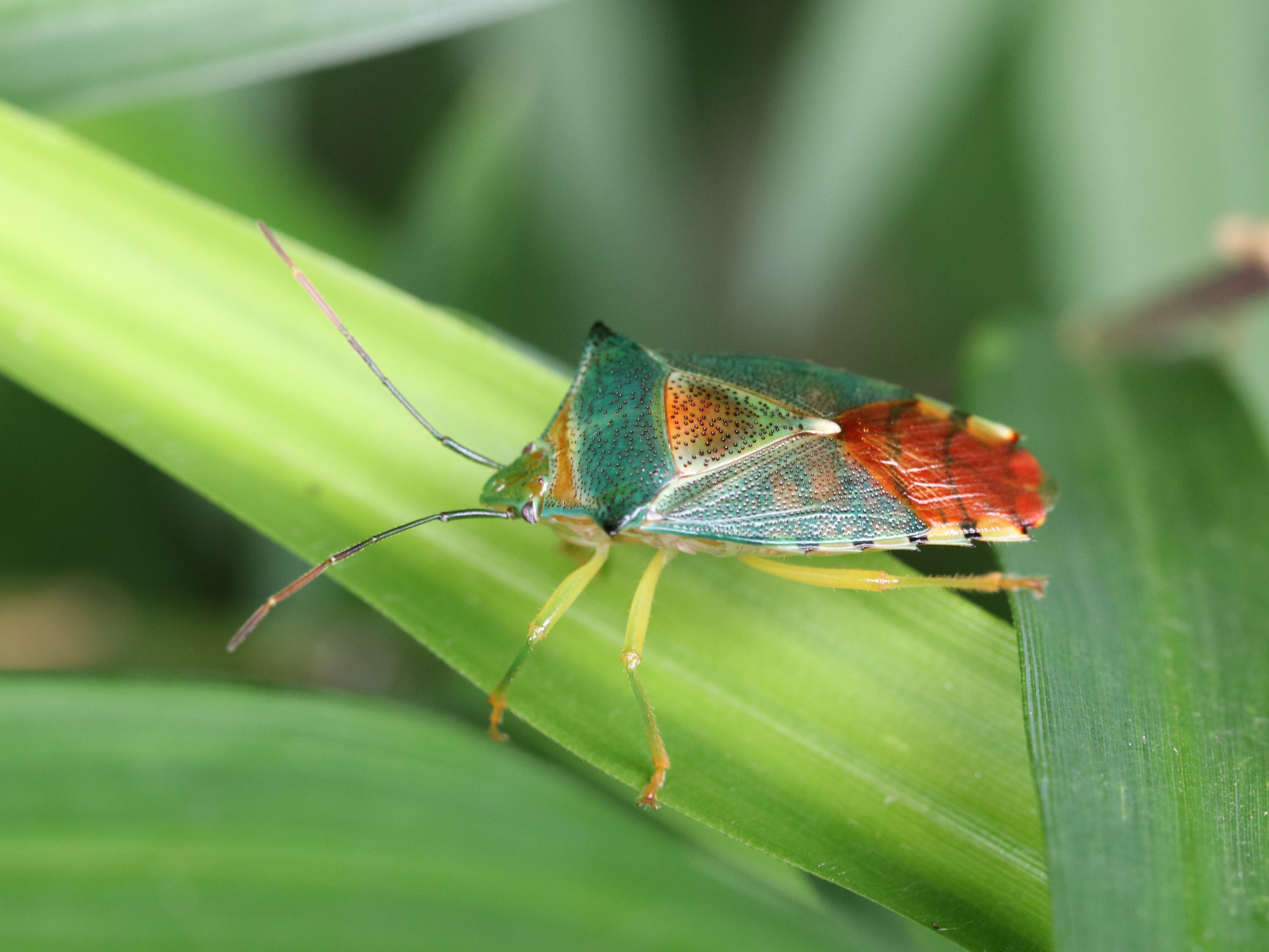 葉上のセアカツノカメムシ